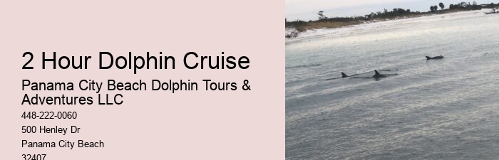 Premium Dolphin Encounter and Snorkeling Adventures