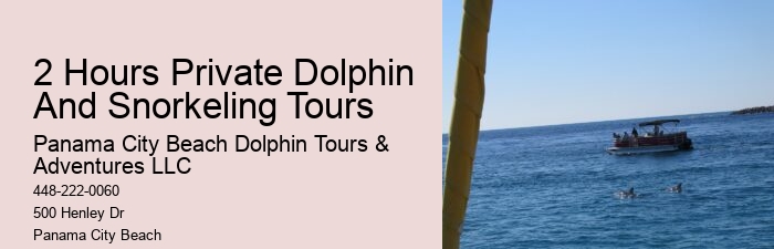 5 Things You Should Know Before Swimming With Dolphins In Cancun