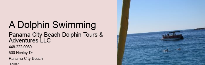 Split Thrilling Snorkeling And Dolphin Watching Charters