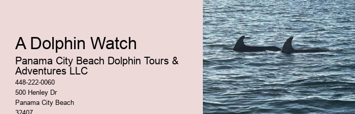 Dolphin Tours Redington Beach Fl