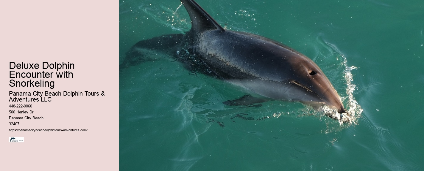 PCB Dolphin Watching Trips