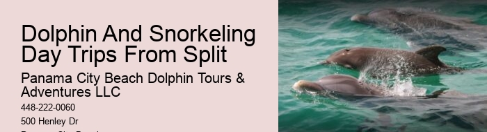 Private 2 Hour Dolphin And Snorkeling Tour