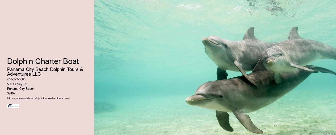 2 Hours Private Dolphin And Snorkeling Tours