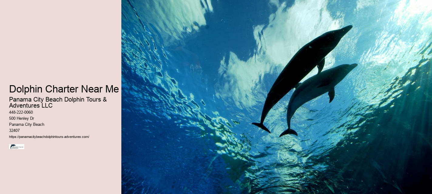 Panama City Beach Dolphin Tours Panama City Beach Fl