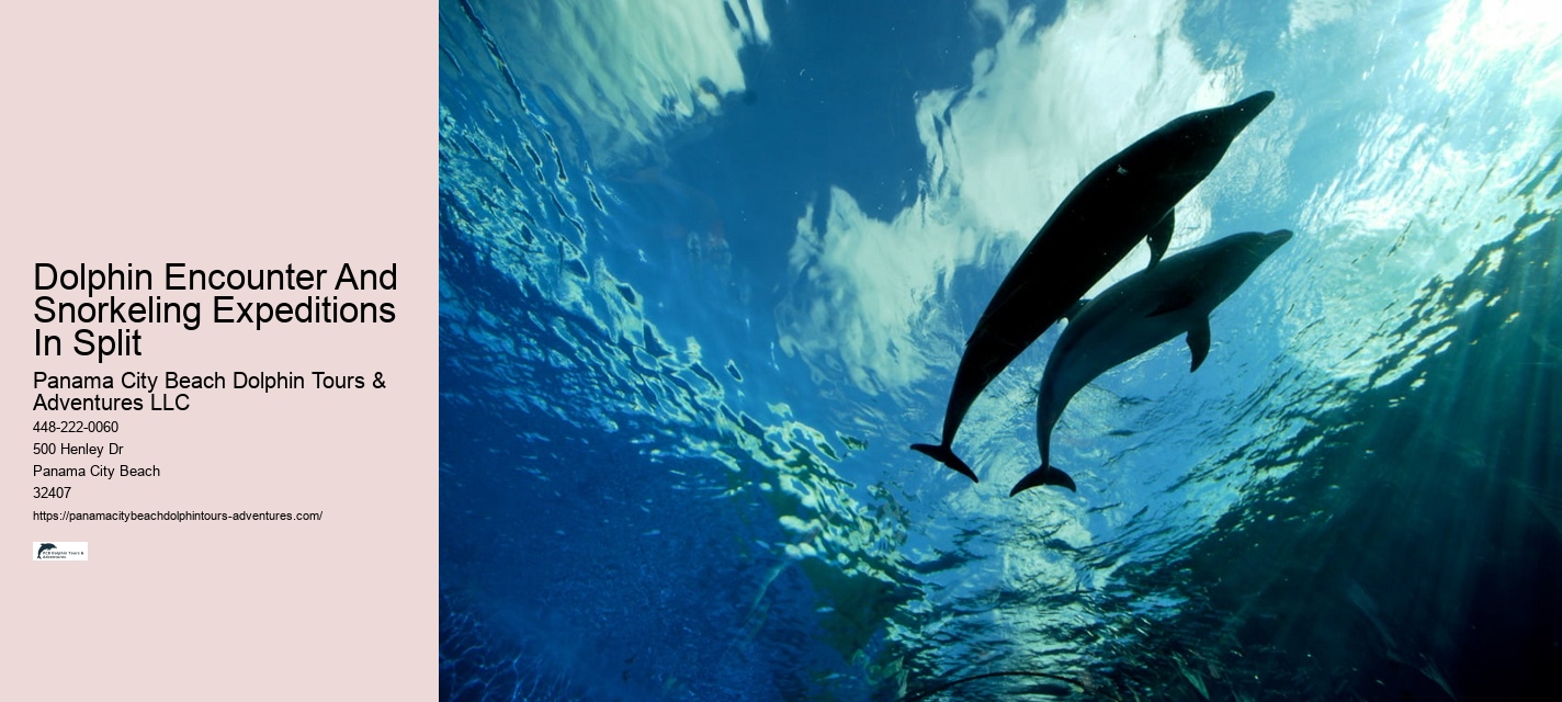Dolphin And Snorkeling Tours In Panama City Beach
