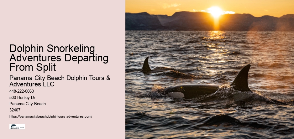 Dolphin Snorkeling Adventures Departing From Split