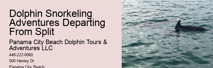 What To Expect When You Go Swimming With Dolphins