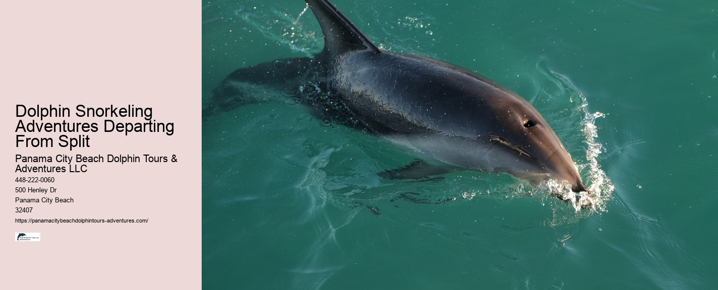 Do You Need Water Shoes For Dolphin Encounter