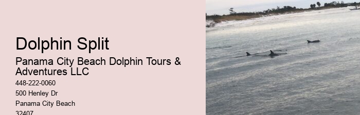 Split Family-friendly Dolphin And Snorkeling Trips