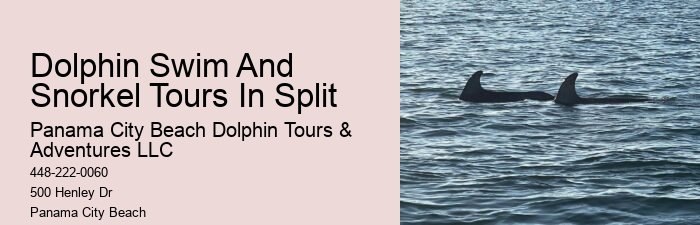 Dolphin Excursion