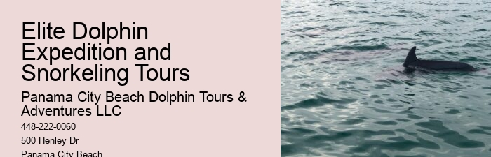 Exclusive Dolphin Snorkeling Excursions