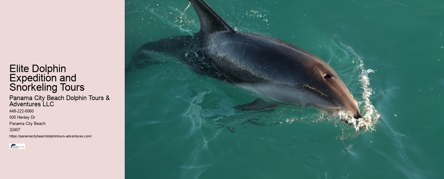 Split Exclusive Snorkeling And Dolphin Watching Charters