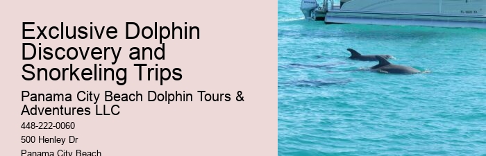 Panama City Beach Dolphin