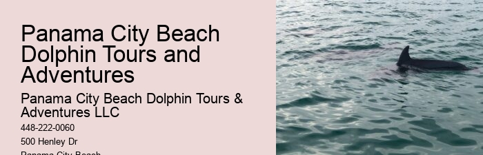 Deluxe Dolphin Encounter with Snorkeling
