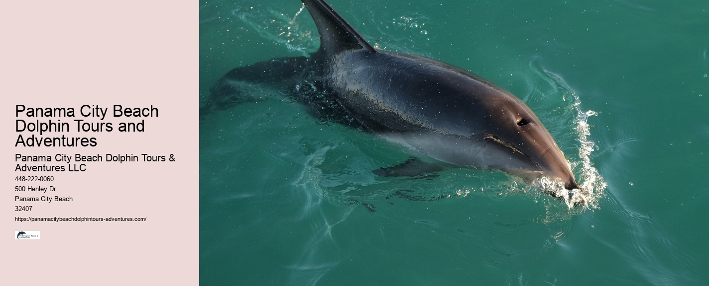 Dolphin Boat Tours Panama City Beach Fl