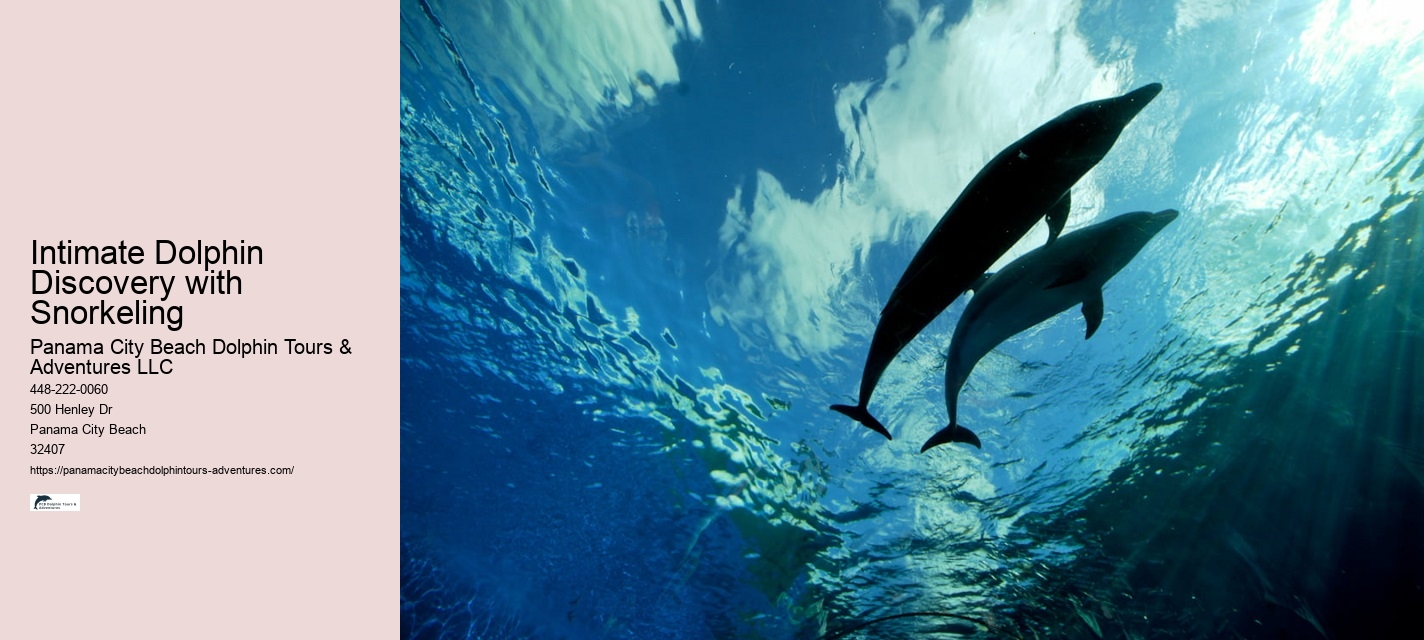 Charter Dolphin