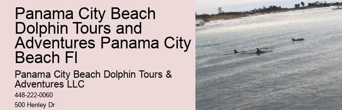 Split Charter Dolphin Snorkeling Tours