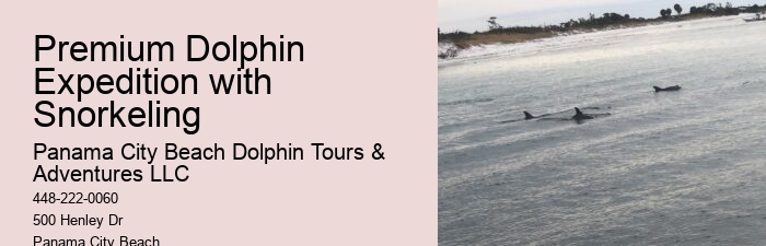 Individual Dolphin Watching with Snorkeling