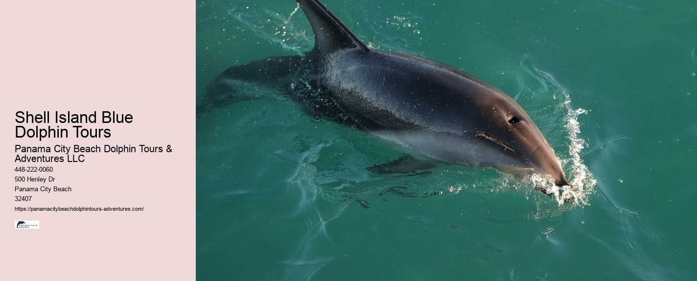 Panama City Beach Dolphin Experience Tours