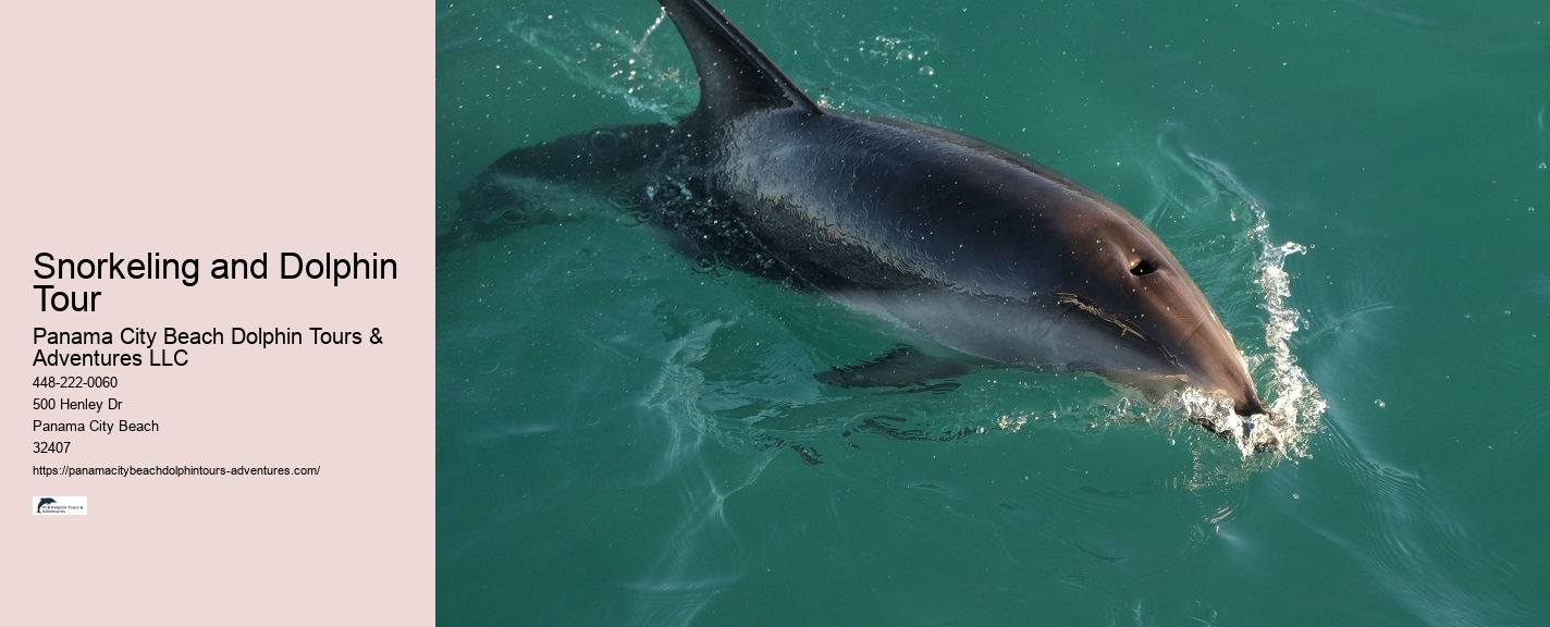 Can I Swim With Dolphins If I Can't Swim