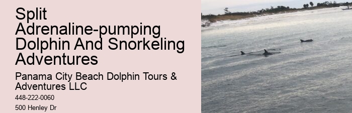 Split Premium Dolphin And Snorkeling Experiences