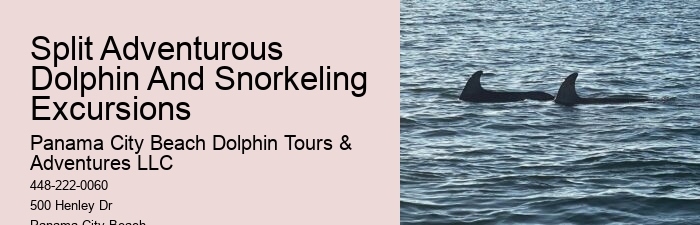 Luxury Dolphin Safari with Snorkeling