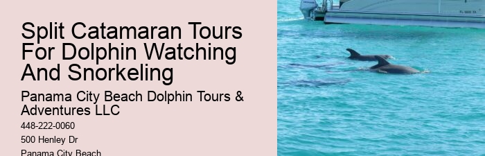 Why Do You Wear A Wetsuit When Swimming With Dolphins