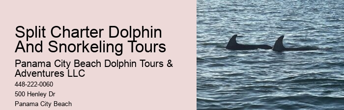 Why Do Dolphins Swim In Front Of Cruise Ships