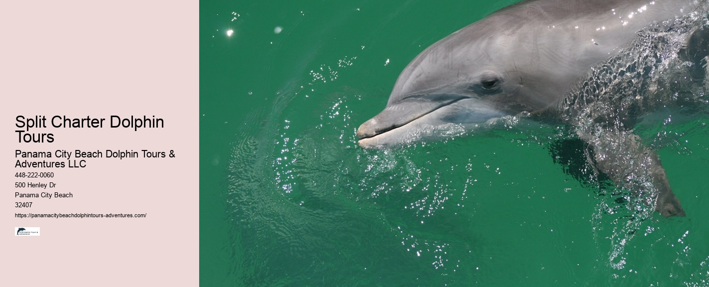 Personal Dolphin Watching with Snorkeling