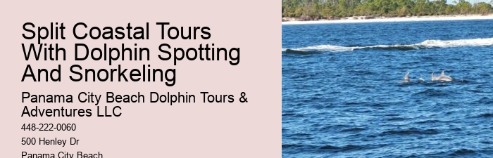 Dolphin Tours Tampa Bay