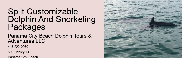 Intimate Dolphin Swim and Snorkeling