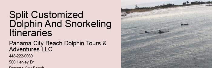 Intimate Dolphin Swim and Snorkeling Trips