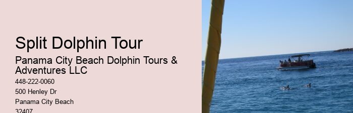 Swim-with-the-dolphins Attractions