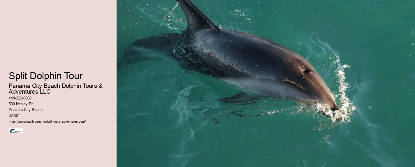 Elite Dolphin Expedition and Snorkeling Tours