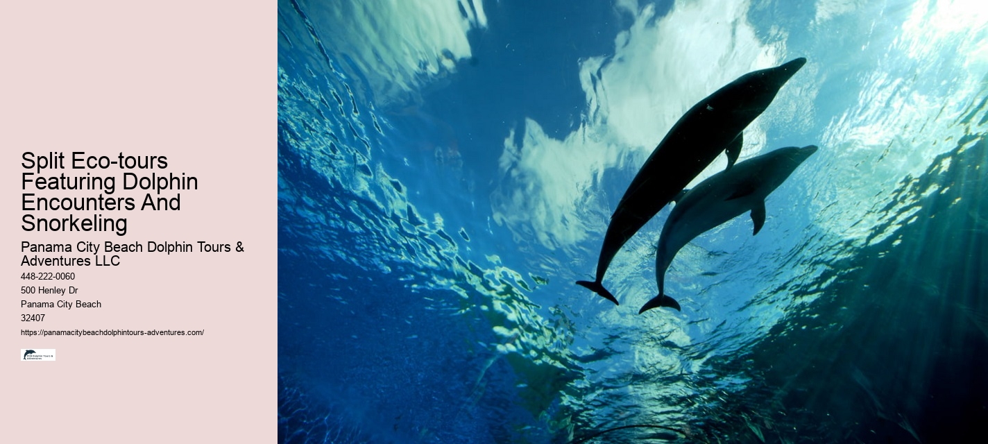 Intimate Dolphin Discovery with Snorkeling