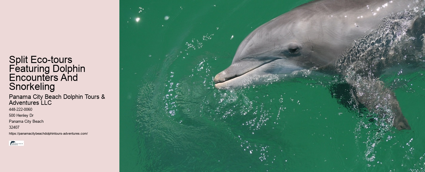 PCB Dolphin Exploration Trips