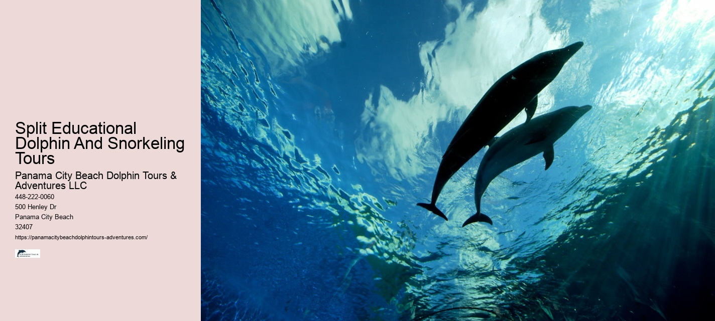 Do dolphin tours in Panama City Beach guarantee sightings