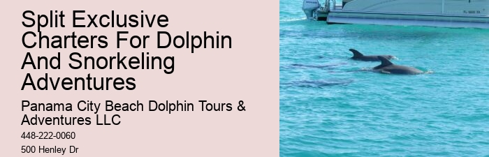 Secluded Dolphin Encounter with Snorkeling