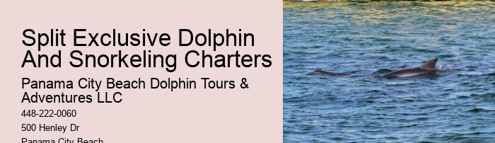 Where Is The Best Place For Dolphin Watching