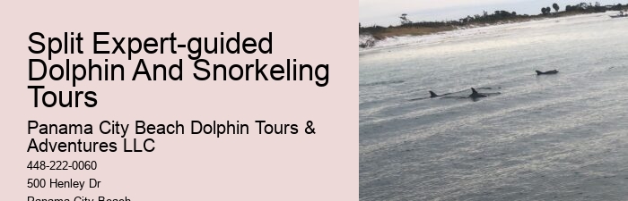 Dolphin 5 Sentences
