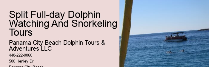 Panama City Beach dolphin watching adventures