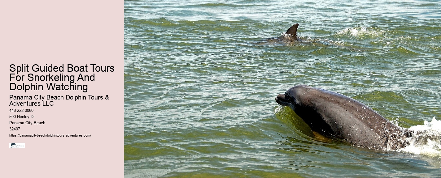 Guided Dolphin Encounter with Snorkeling