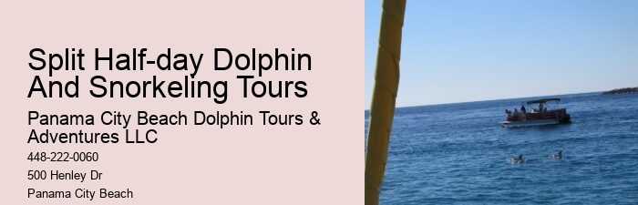 Why You Should Not Swim With Dolphins