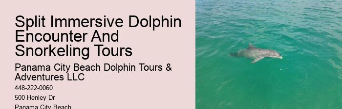 Charter Dolphin Snorkeling