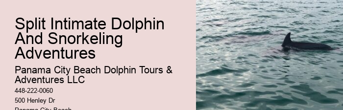 Dolphin Safaris PCB