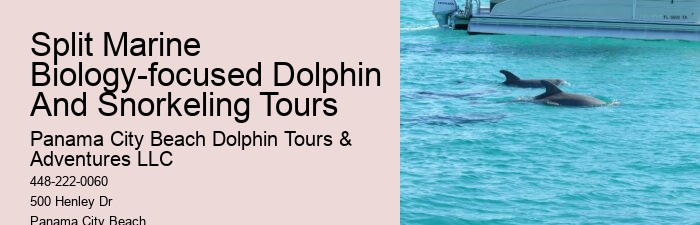 Can I take photos during the dolphin tour in Panama City Beach