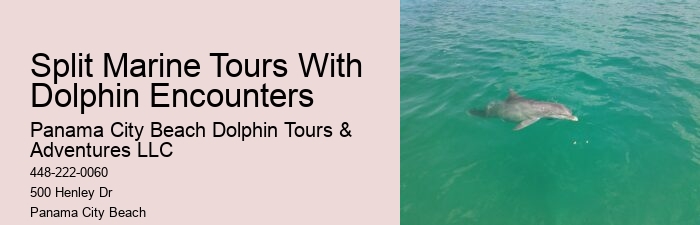 Tailored Dolphin Safari and Snorkeling Adventures