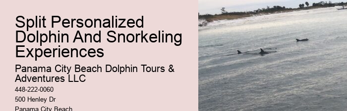 Bespoke Dolphin Encounter with Snorkeling