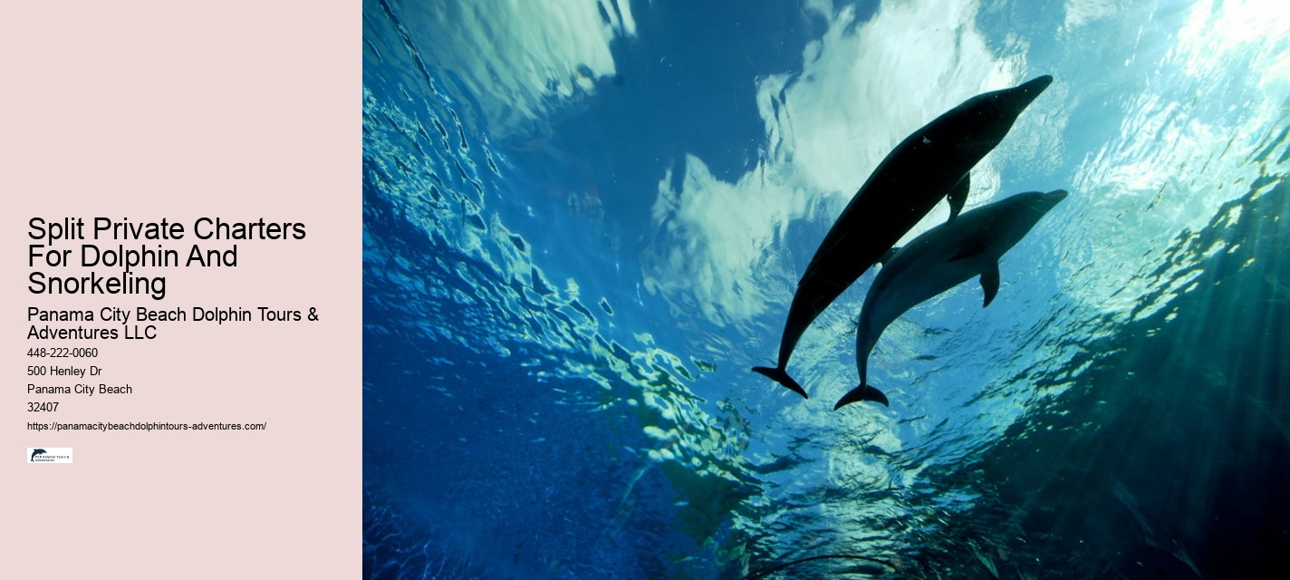 Dolphin Tour