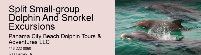 How Much Does It Cost To Swim With The Dolphins At Dolphin Cove